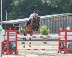 jumper Thabab (Oldenburg show jumper, 2016, from Thagoras)