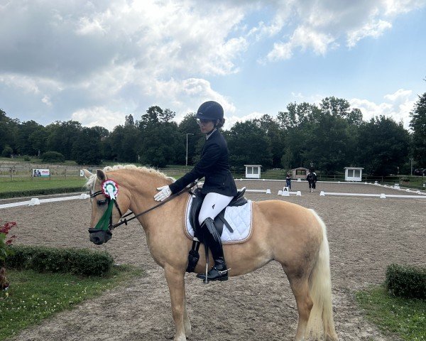dressage horse Apanachi 34 (unknown, 2008, from Unbekannt)