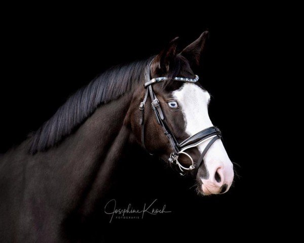 horse Totally Unique (Oldenburg, 2019, from Titolas)