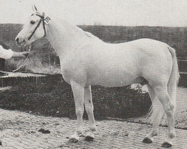stallion Djer ox (Arabian purebred, 1958, from Hadban Enzahi 1952 EAO)