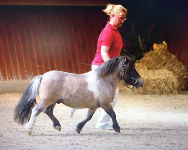 horse Peppermint Topolino (Shetland pony (under 87 cm),  , from Schalenburgs Twister)