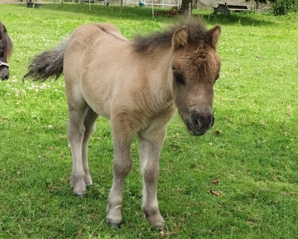 Pferd Dorosalas Tiny Topolino (Shetland Pony (unter 87 cm), 2024, von Peppermint Topolino) Pferd Dorosalas Tiny Topolino (Shetland Pony (unter 87 cm), 2024, von Peppermint Topolino)