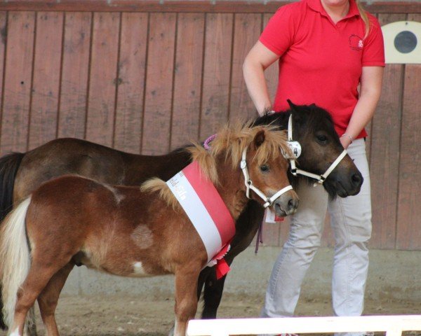 Deckhengst Dorosalas Yasper (Shetland Pony (unter 87 cm), 2024, von Yago von der Klia)