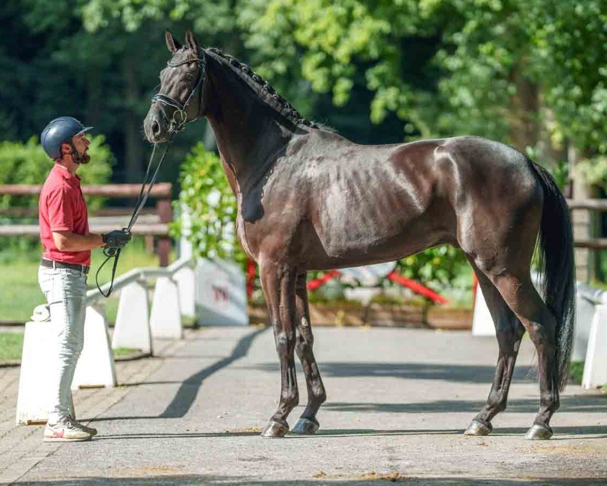horse Balneario (Westphalian, 2021, from Bonfire HW)
