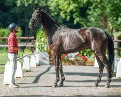 Pferd Balneario (Westfale, 2021, von Bonfire HW)