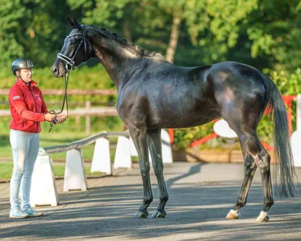 horse Duke (Hanoverian, 2019, from Don Royal)