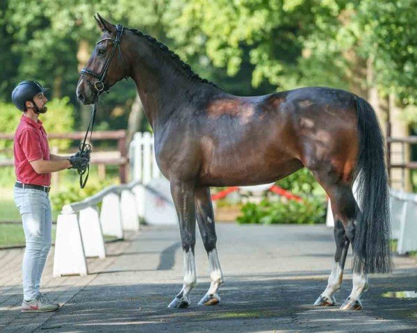 horse Feuerwehr (Westphalian, 2019, from Fidertanz)