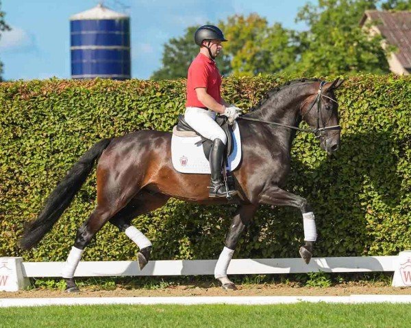 horse Fantastico (Westphalian, 2020, from Feinrich)