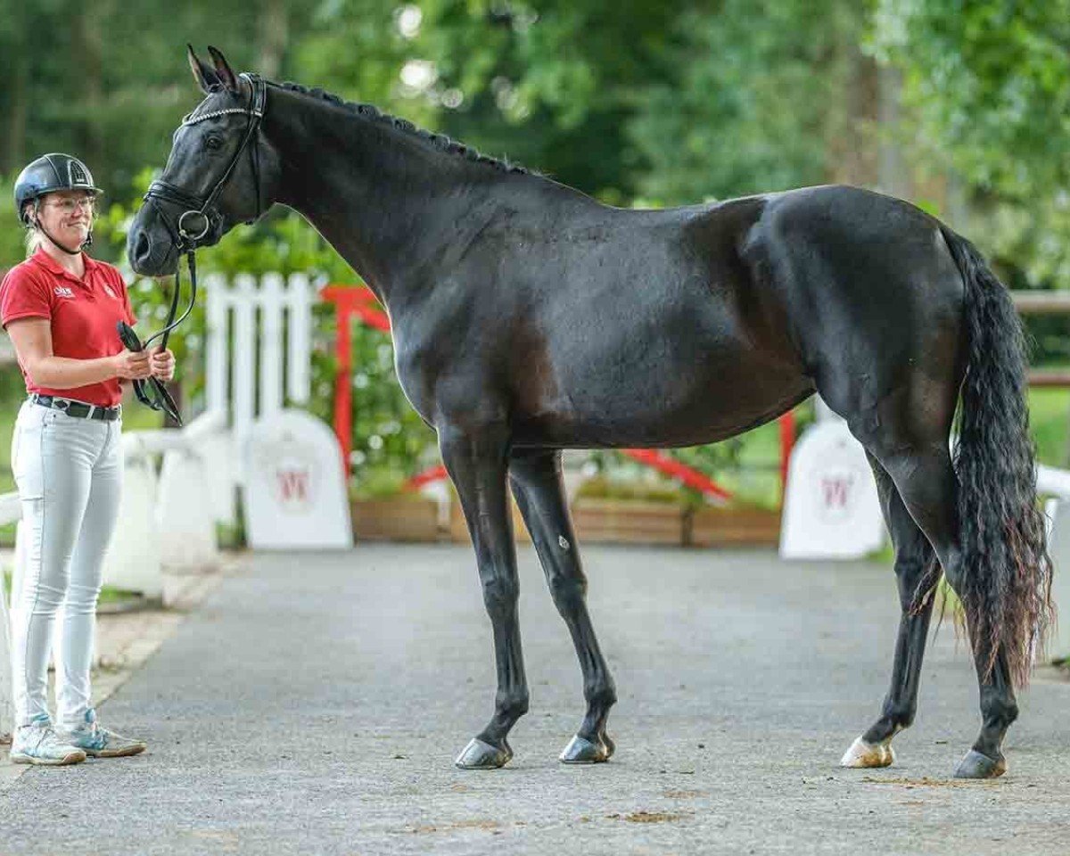 horse Das Meisterstück DW (Westphalian, 2021, from Glock's Dream Boy)