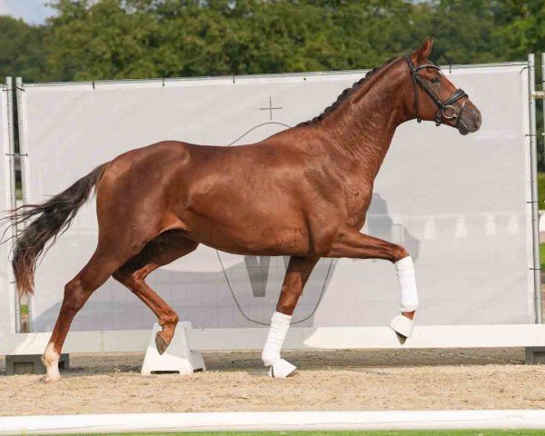 horse Fidel Castro LPH (Oldenburg, 2022, from Filou 2146)
