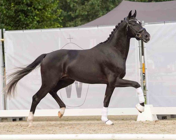 horse Dancarino (Westphalian, 2022, from Dimaggio Black)