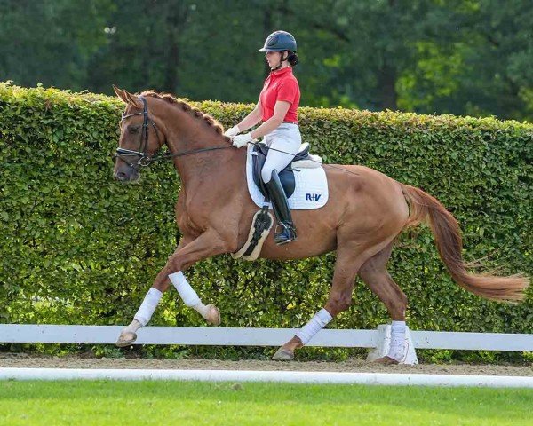 horse Stute von Vivino / Piko's Son (Westphalian, 2020, from Vivino)