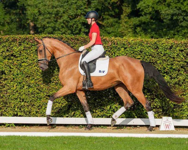 Pferd Stute von Qaside MD / Lord Loxley (Westfale, 2021, von Qaside Md)