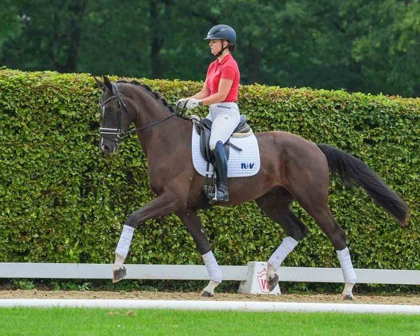 Pferd Ferrari (Westfale, 2021, von Fürst Samarant)