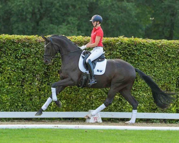 horse Debby Gold (Westphalian, 2020, from Dancier Gold FRH) horse Debby Gold (Westphalian, 2020, from Dancier Gold FRH)