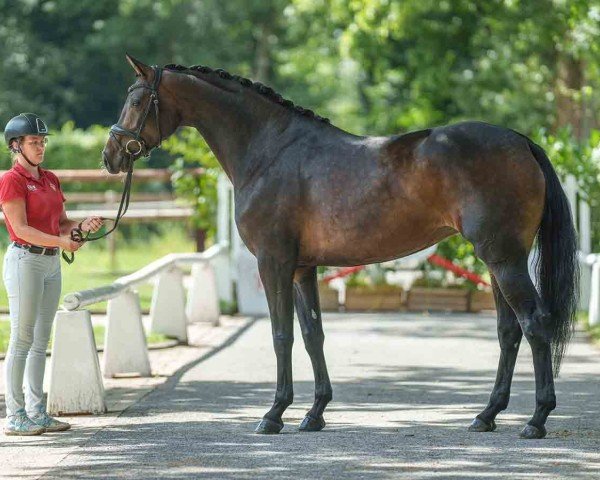 horse Josy (Westphalian, 2020, from Jovian)