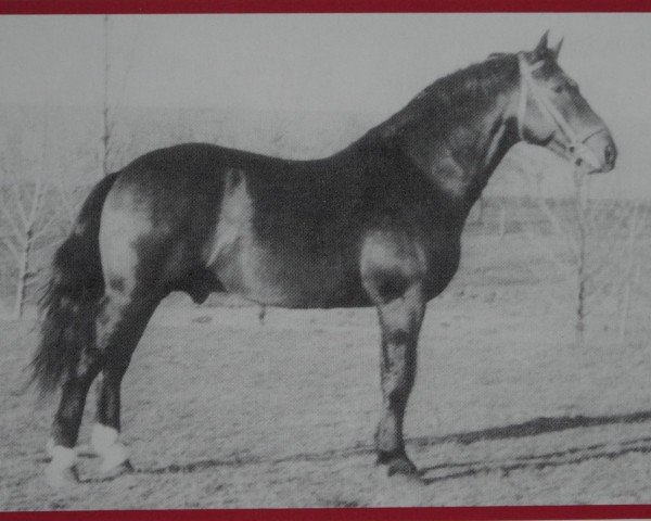 Deckhengst Reginus Mo 1100 (Schweres Warmblut, 1954, von Reichsgraf (Mo) 963)