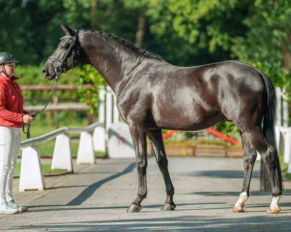 dressage horse Sandalphon (ex Shisaido) (Trakehner, 2019, from Schwarzgold) dressage horse Sandalphon (ex Shisaido) (Trakehner, 2019, from Schwarzgold)
