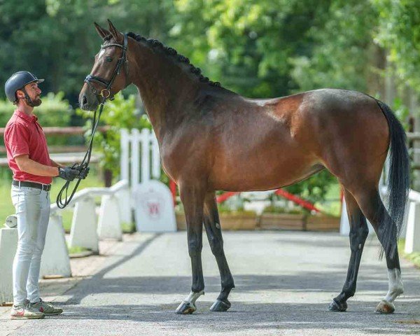 horse Halle Berry (German Horse, 2020, from Louis Vuitton)