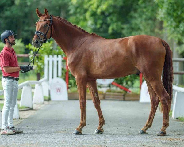 horse Fiorello (Westphalian, 2021, from First Selection)