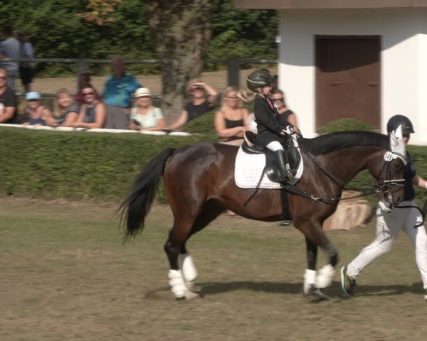 Reitturnier Westeregeln 2024