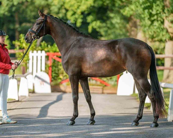 dressage horse Gladys B (Westphalian, 2021, from Galaxy)