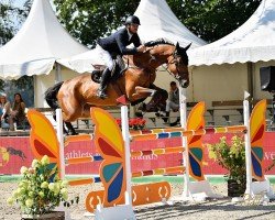 Springpferd Contilouthago PS (Oldenburger Springpferd, 2017, von Continental Blue)