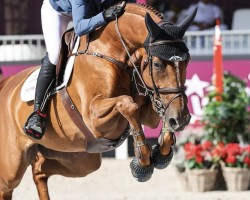 jumper Chaquicka PS (Oldenburg show jumper, 2016, from Chacco-Blue)