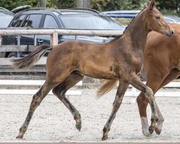 horse Umarew (Trakehner, 2024, from Polartanz)