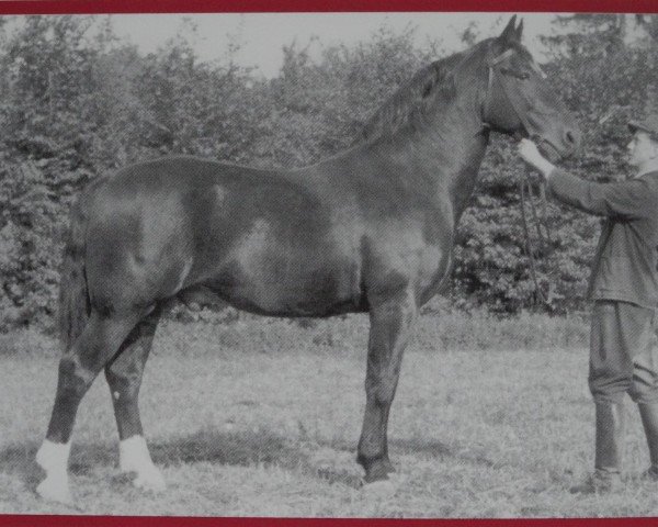 stallion Reichsgründer Mo 441 (Heavy Warmblood, 1946, from Reichsgraf (Mo) 963)