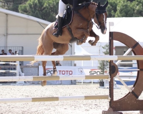 horse Luminette B (KWPN (Royal Dutch Sporthorse), 2016, from Hervé d'Ive)