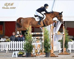 jumper Brava (Hanoverian, 2014, from Balou du Rouet)