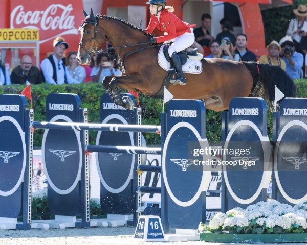 jumper Messi van't Ruytershof (Belgian Warmblood, 2012, from Plot Blue)