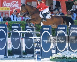jumper Messi van't Ruytershof (Belgian Warmblood, 2012, from Plot Blue)