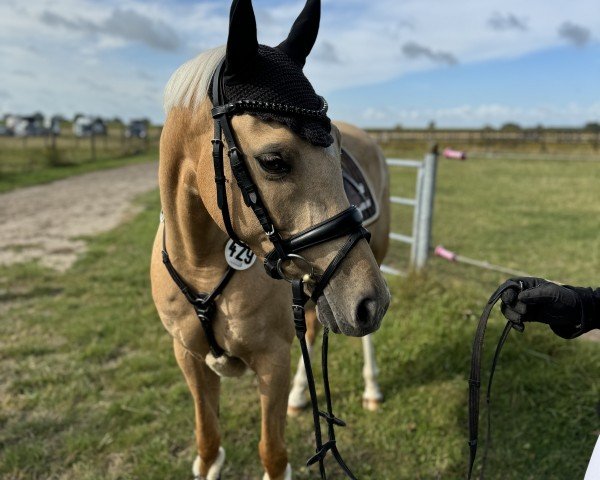 dressage horse Steendieks Dancing Queen (German Riding Pony, 2018, from Steendieks Exklusiv)