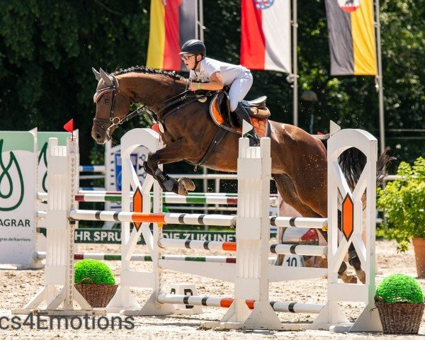 jumper Frida My Valentime (Hungarian Warmblood, 2016, from Toran)
