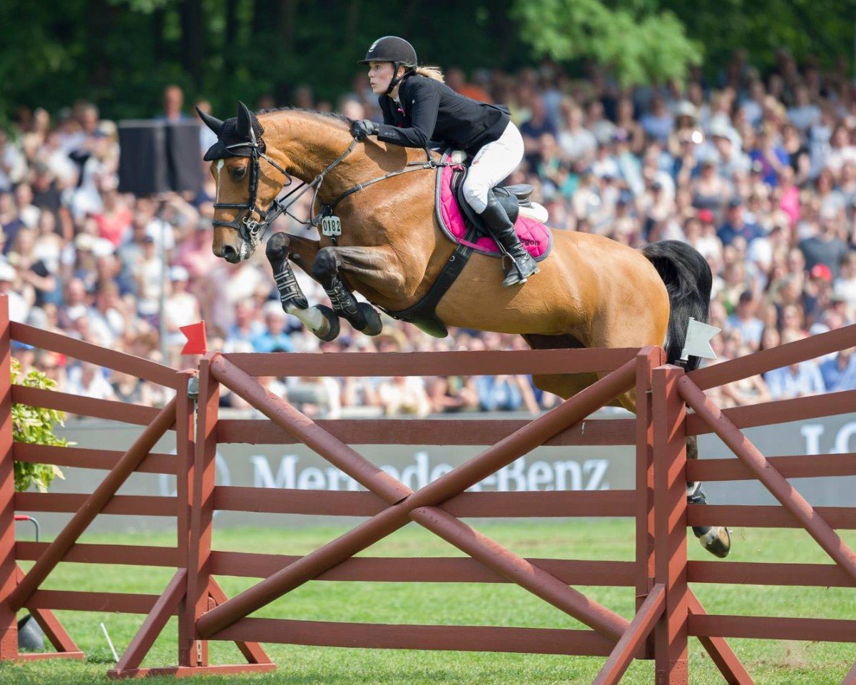broodmare Agonda Z (Zangersheide riding horse, 2007, from Asca Z)