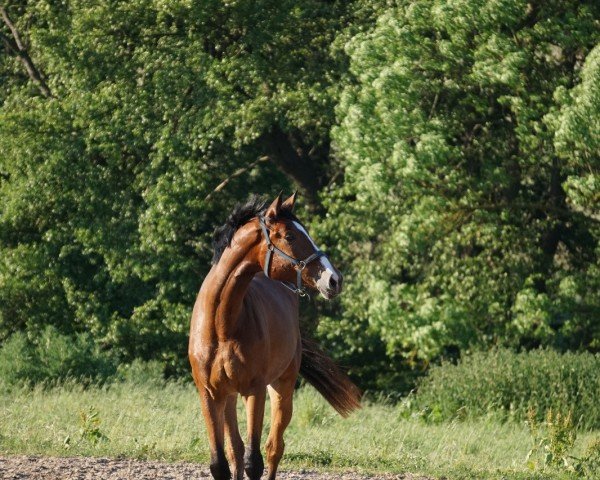 horse Karajana (Hanoverian, 2020, from Karajan)