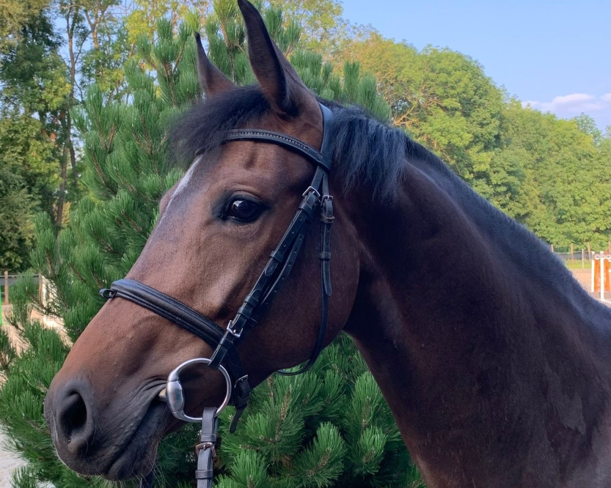 dressage horse Carlotta 410 (Zangersheide riding horse, 2019, from Columbus Z 3)