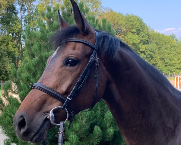Dressurpferd Carlotta 410 (Zangersheide Reitpferd, 2019, von Columbus Z 3)