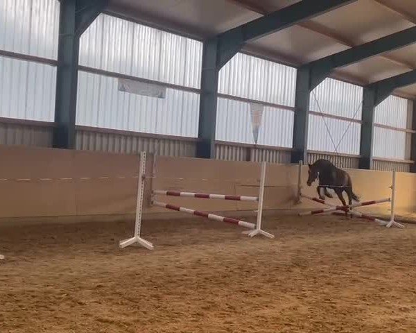 Video of Carlotta 410