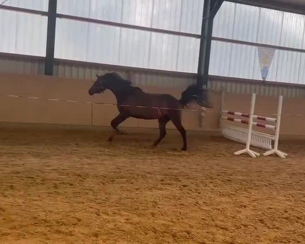 Video of Carlotta 410