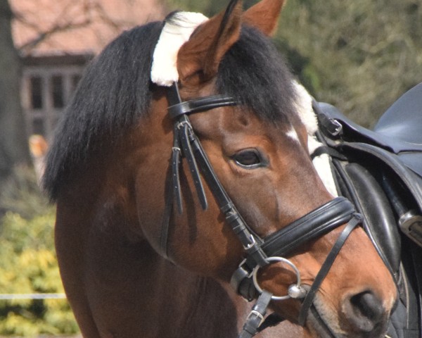 broodmare Labella 26 (Hanoverian, 2003, from Laurentio) broodmare Labella 26 (Hanoverian, 2003, from Laurentio)