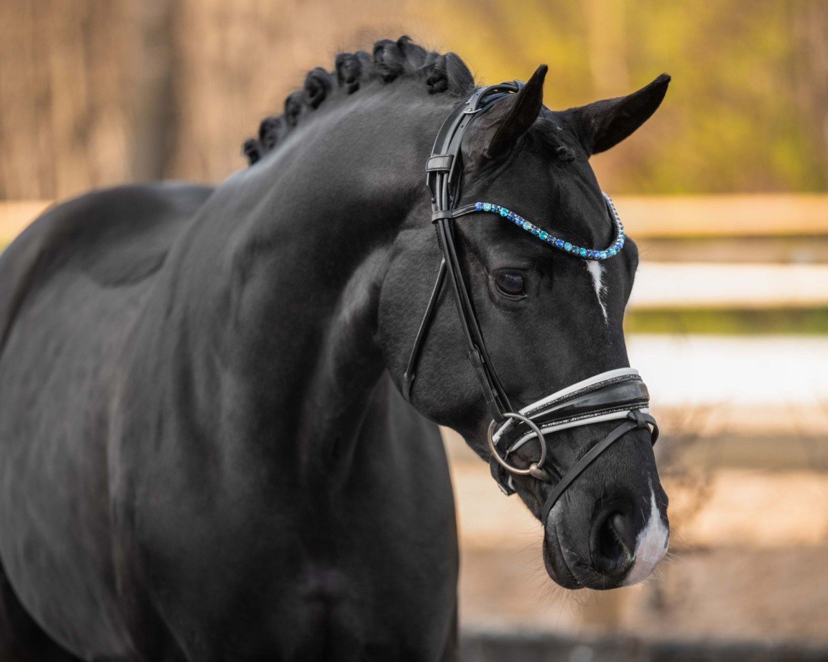 horse Feiner Max (German Sport Horse, 2018, from Frascino)