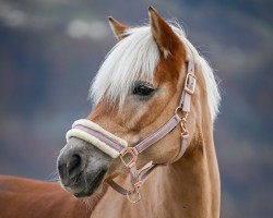 Springpferd Olivia II (Haflinger, 2013, von Blickfang)