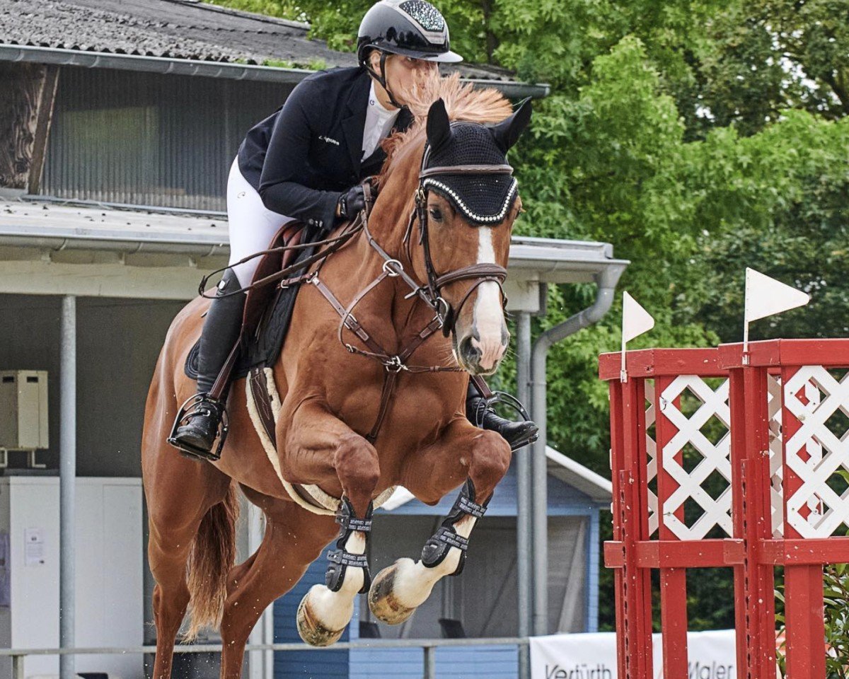 jumper Destiny de Semilly Z (Zangersheide riding horse, 2017, from Diamant de Semilly)