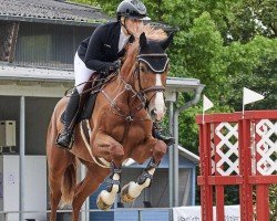 Springpferd Destiny de Semilly Z (Zangersheide Reitpferd, 2017, von Diamant de Semilly)