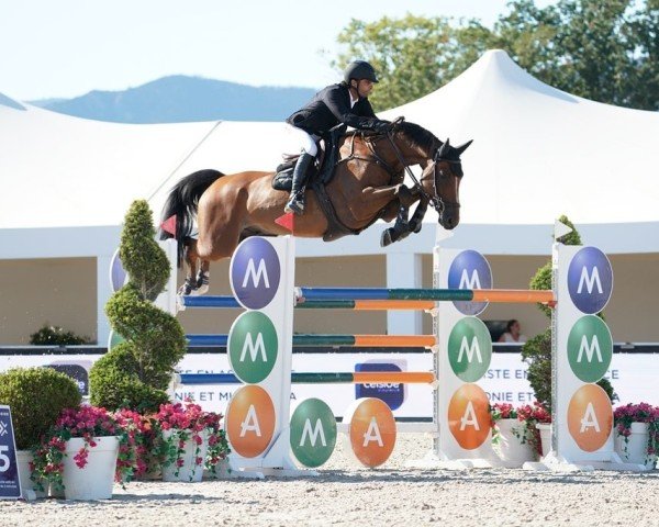 jumper Chaccrouet (Oldenburg show jumper, 2010, from Chacco-Blue) jumper Chaccrouet (Oldenburg show jumper, 2010, from Chacco-Blue)