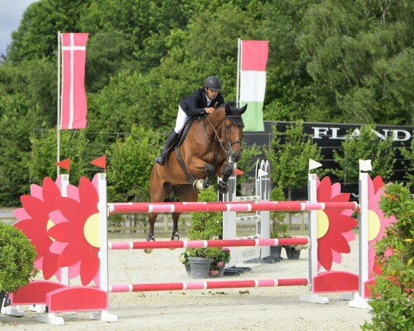 Springpferd Cornnan (Oldenburger Springpferd, 2012, von Cornet’s Balou)
