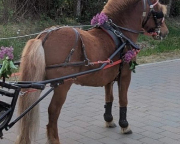horse Kimon (Shetland Pony, 2012, from Kapo)
